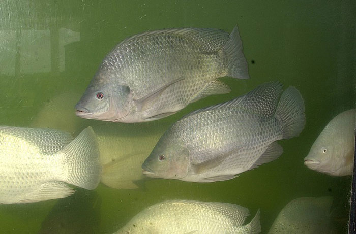 Tilapia-e1453747999245