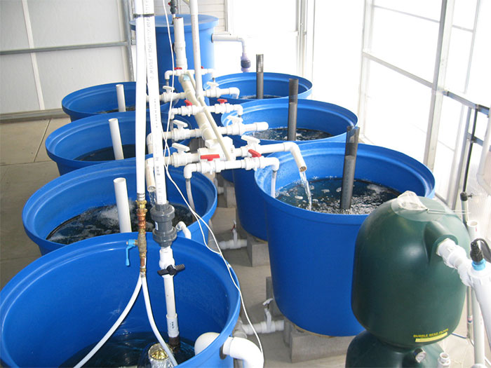 bubble-bead-filter-nelson-pade-aquaponics-in-wisconsin